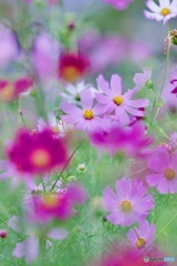 コスモスの癒しIMG_3592