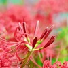 赤い魅惑