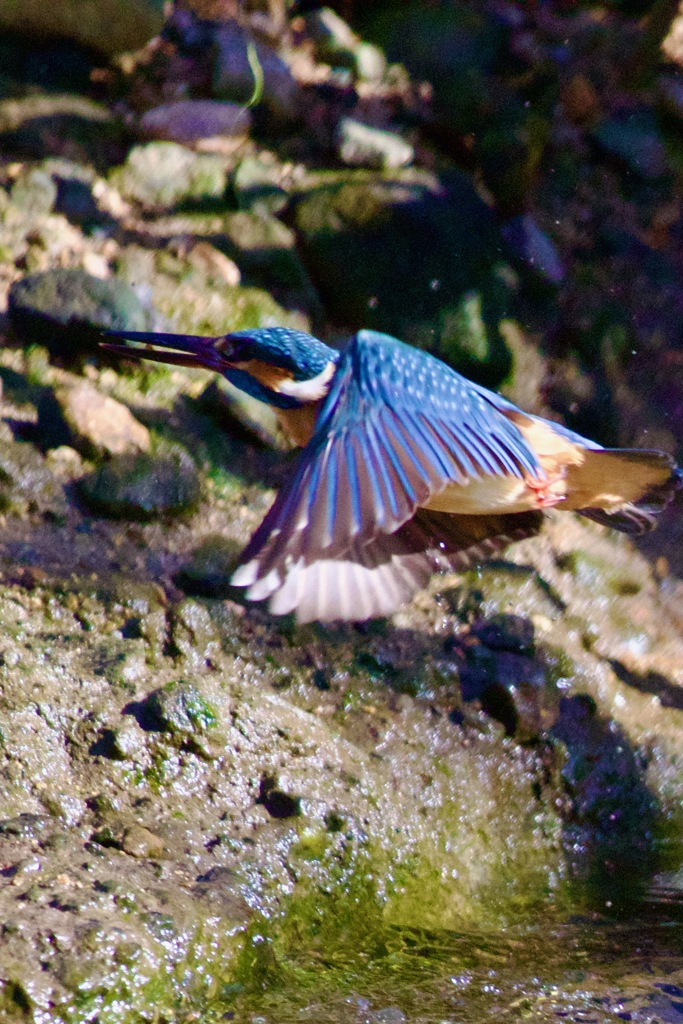 IMG_5231止まり木を移動