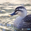 いつもの川でIMG_6372