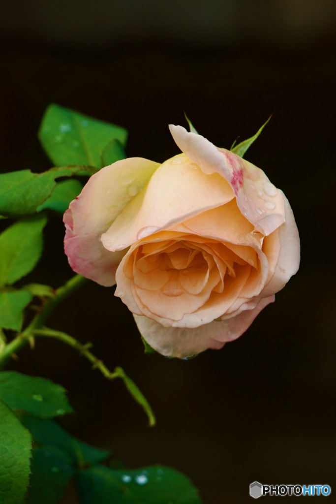 IMG_4718　秋の薔薇