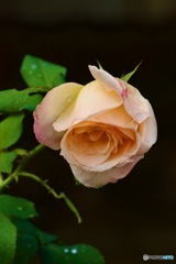 IMG_4718　秋の薔薇