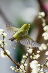IMG_7751　メジロさんと遊ぶ