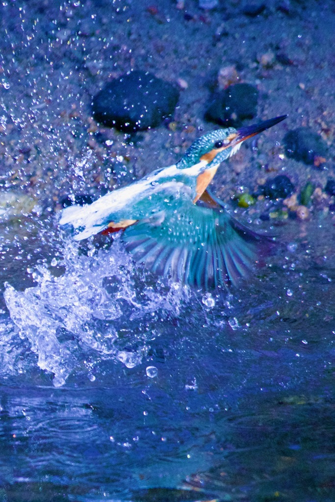 IMG_9035飛び上がる翡翠さん