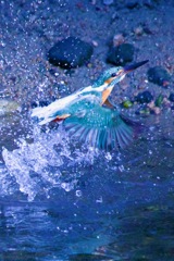 IMG_9035飛び上がる翡翠さん