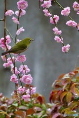 IMG_1209 2　春雨の中で