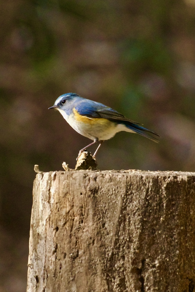 IMG_8828ルリビタキさん