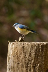 IMG_8828ルリビタキさん