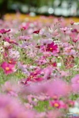 波豆川のコスモスIMG_5147