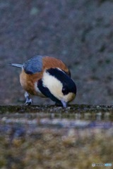 IMG_7569建物の中から見るヤマガラさん