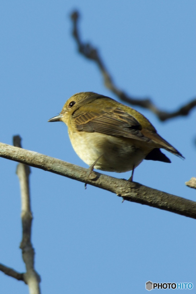 キビタキ♀さんIMG_6321