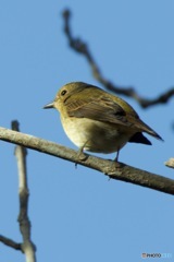 キビタキ♀さんIMG_6321