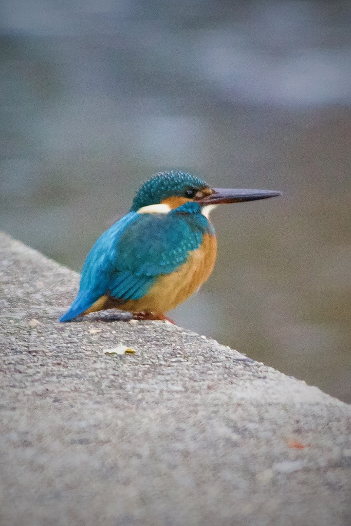 IMG_7942カワセミさん　獲物ウオッチング