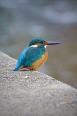 IMG_7942カワセミさん　獲物ウオッチング