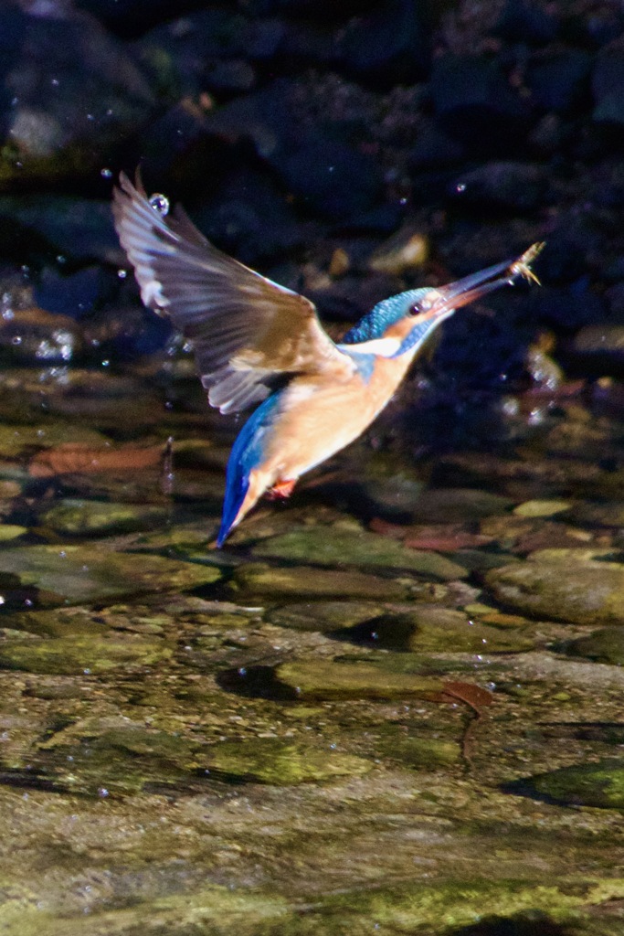 カニを食べる日MG_5402