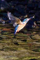 カニを食べる日MG_5402