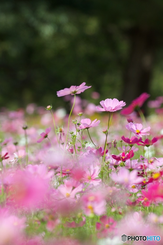 髭の渡しコスモスMG_5148