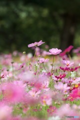 髭の渡しコスモスMG_5148