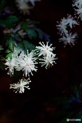 IMG_0645　セリバオウレン
