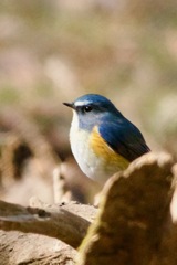 IMG_8844寒い日で雪と強風吹き荒ぶ