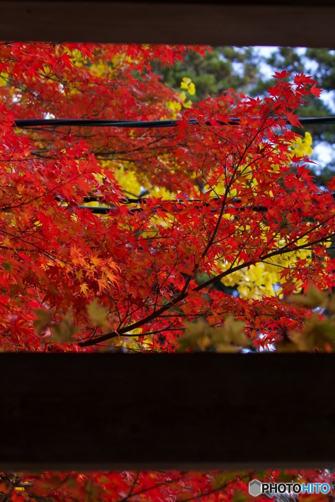 IMG_8344鷲林寺紅葉