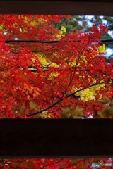 IMG_8344鷲林寺紅葉