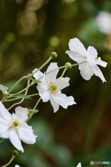 IMG_7575　白い秋明菊