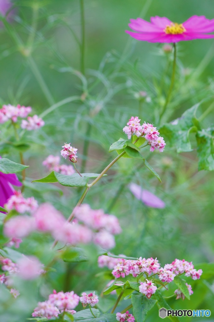 花壇にてIMG_3712