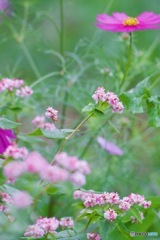 花壇にてIMG_3712