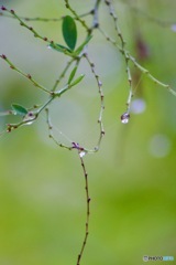 萩の挽歌IMG_5690
