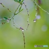 萩の挽歌IMG_5690