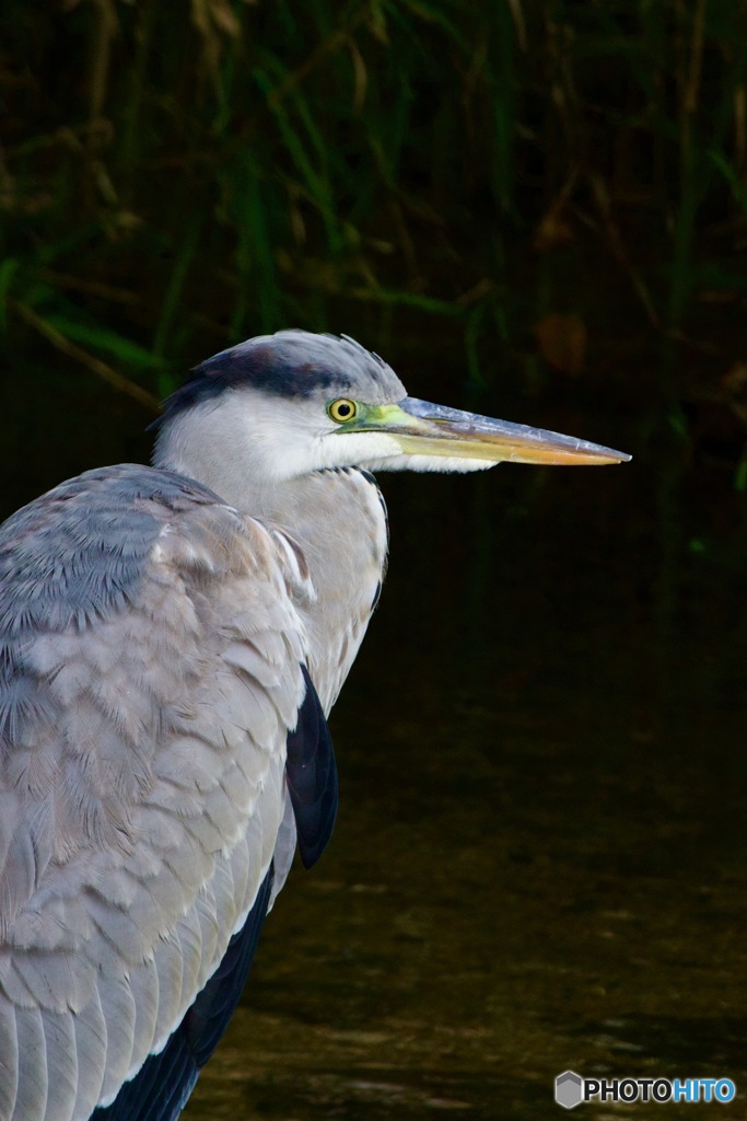 IMG_7289　アオサギさん