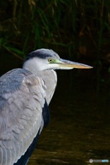 IMG_7289　アオサギさん