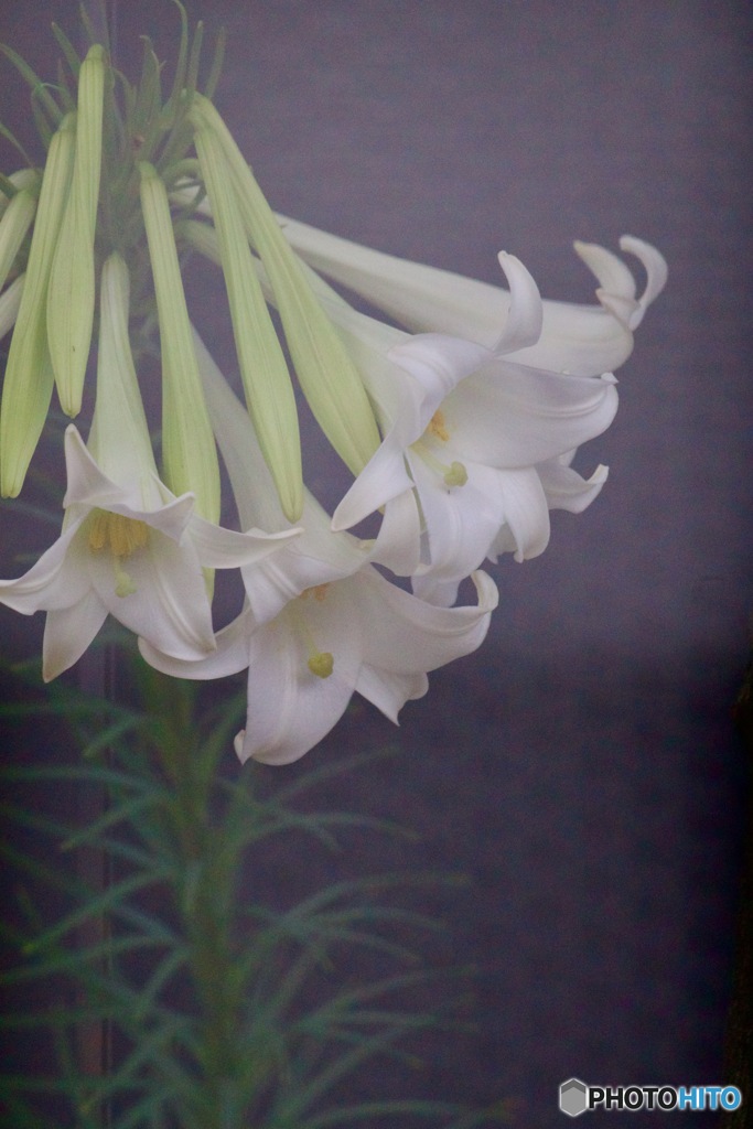 魅惑の花IMG_5943