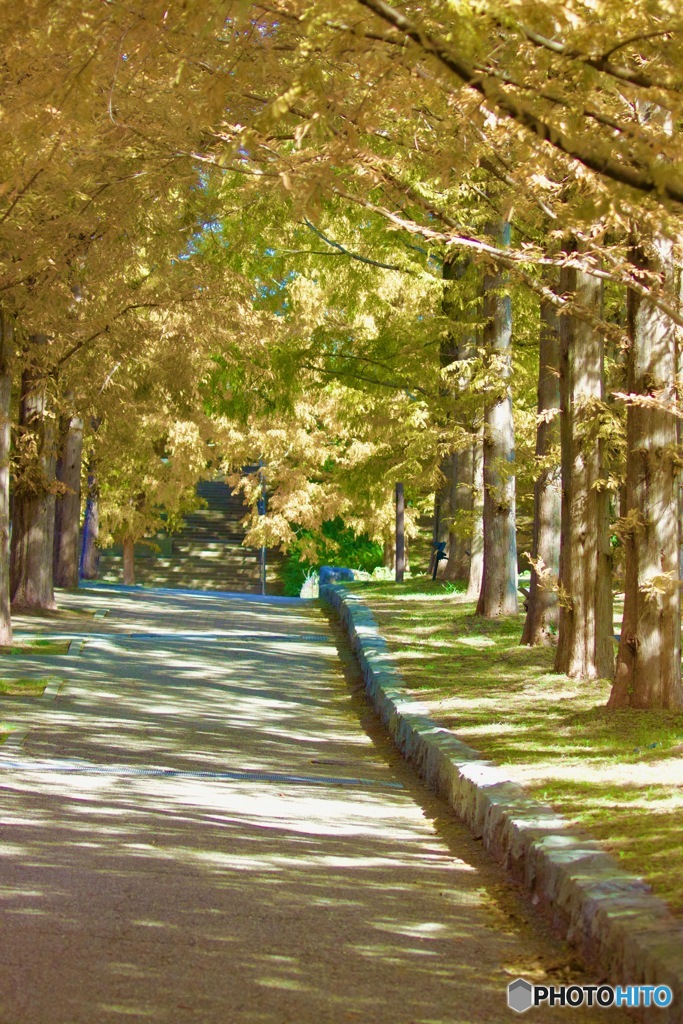 メタセコイアの道IMG_6071