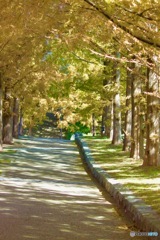 メタセコイアの道IMG_6071