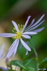 山路の花IMG_5932