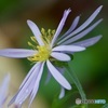 山路の花IMG_5932