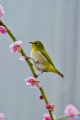 IMG_0386　枝垂れ梅とメジロさん