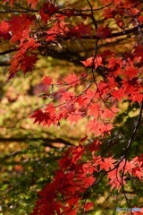IMG_7975晩秋の紅葉