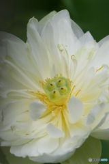 白い八重の蓮IMG_5965