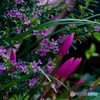 晩夏の庭_MG_5918