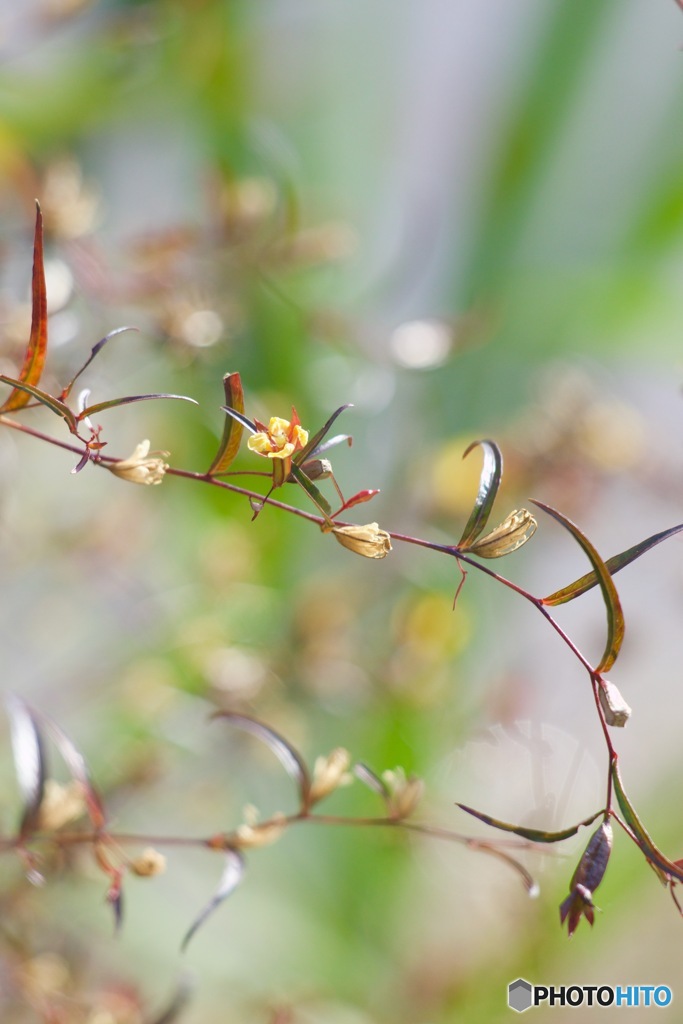 IMG_8693ヒレタゴボウの終盤