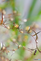 IMG_8693ヒレタゴボウの終盤