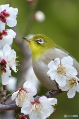 IMG_7840　梅の花に
