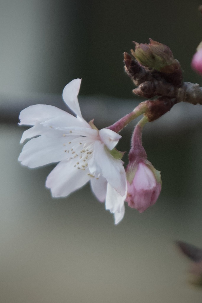 冬の桜