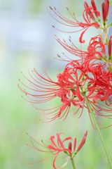 乾燥地で耐えた彼岸花
