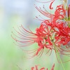 乾燥地で耐えた彼岸花