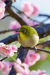IMG_1567 ウメジローさん