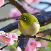 IMG_1567 ウメジローさん